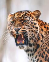 A leopard with its mouth open and teeth showing photo