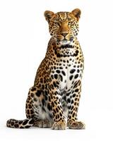 A leopard sitting down on a white background photo
