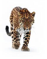 A leopard walking on a white background photo