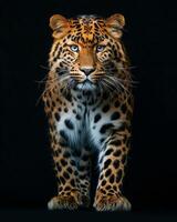Amur leopard on black background photo