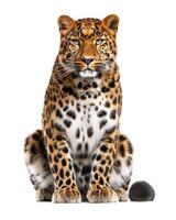 Amur leopard sitting in front of white background photo