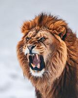A lion roaring in the snow photo