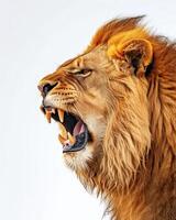 Lion roaring on white background photo
