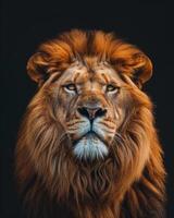 A lion is looking into the camera photo