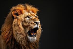 Lion roaring on black background photo