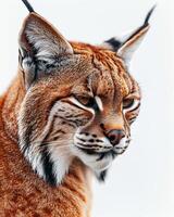 A close up of a lynx looking to the side photo