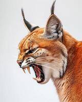 A lynx cat with its mouth open and its teeth showing photo