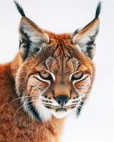 A lynx cat is looking at the camera photo