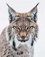 A lynx is looking at the camera photo