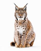 A lynx is sitting in front of a white background photo