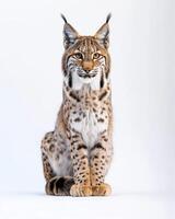 A lynx is sitting in front of a white background photo