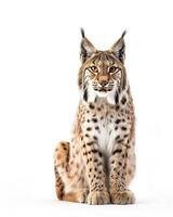 A lynx is sitting in front of a white background photo