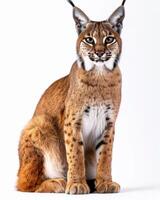A lynx is sitting in front of a white background photo