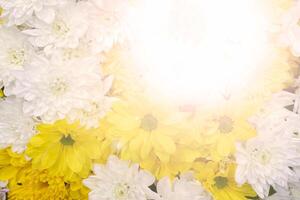 White chrysanthemums and yellow daisies. photo