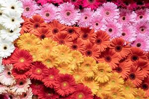 Gerbera flowers in the garden. photo