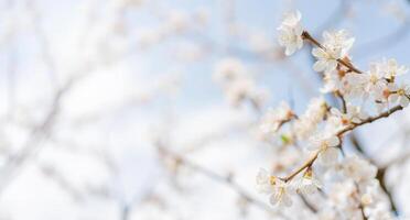 Spring flowering of apricot tree. Background for a festive wedding card and wedding invitation. photo