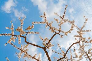 Spring flowering of apricot tree. Background for a festive wedding card and wedding invitation. photo