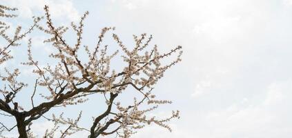 Spring flowering of apricot tree. Background for a festive wedding card and wedding invitation. photo