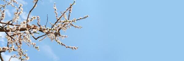 Spring flowering of apricot tree. Background for a festive wedding card and wedding invitation. photo