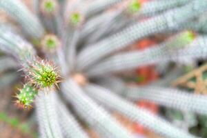 Decorative green cacti with sharp spines. photo