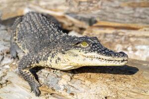 The Nile crocodile Crocodylus niloticus is a large, dangerous carnivorous reptile. photo