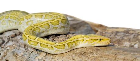 The albino Python molurus snake is a large non-venomous python. It is often a pet. photo