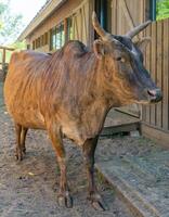 Brown cow on a farm on a summer day. Cute pet. photo