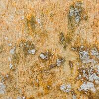 A brown stone texture with gray spots. photo