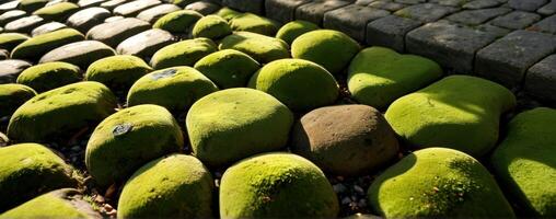 Mossy stones on a cobbled path photo