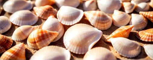 Many shells are laying on a wooden surface photo