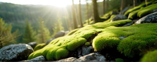 Moss growing on rocks in a forest photo