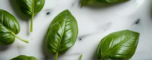 Fresh basil leaves on a white background photo