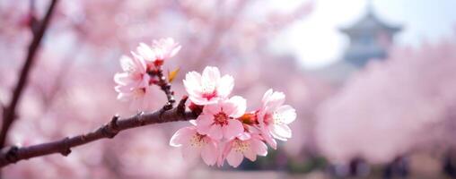 A cherry blossom tree with pink flowers in the background photo