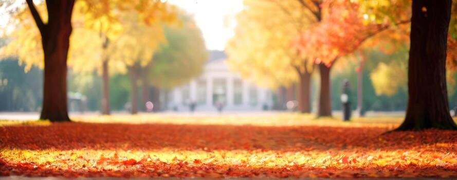 A blurry image of trees in the fall photo