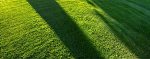 The shadow of a tree on the grass photo