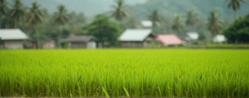 A green rice field with houses in the background photo