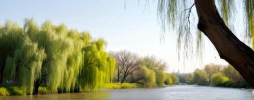 A tree in the water photo