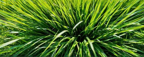A close up of some green grass photo