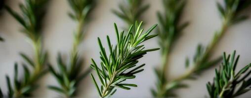 A close up of some rosemary leaves photo