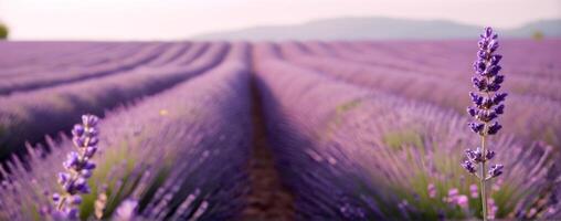 A field of lavender with mountains in the background photo