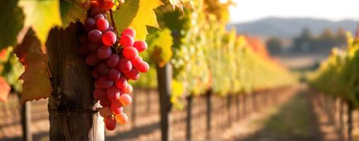 Red grapes hanging from vines in a vineyard photo
