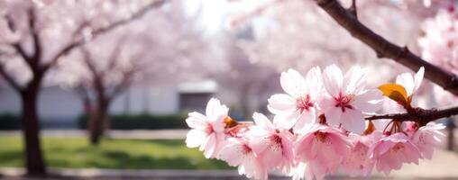 A pink cherry blossom tree with trees in the background photo