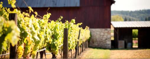 A row of vines in front of an old barn photo