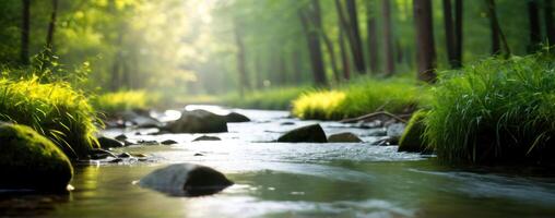 A stream in the forest with rocks and trees photo