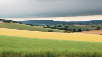 A field of yellow and green grasses photo