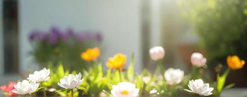 Tulips in a garden with sunlight behind them photo