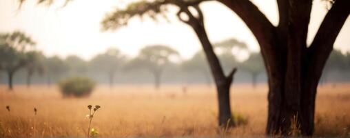A giraffe standing in the grass near trees photo