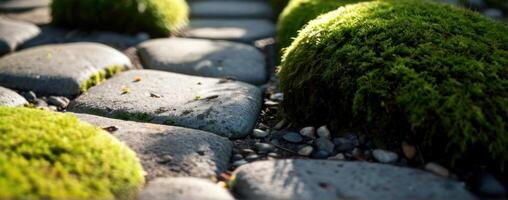 Moss growing on rocks in a japanese garden photo