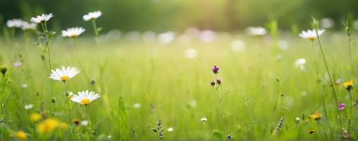 A field of white daisies in the sun photo