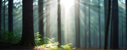 The sun shines through the trees in a forest photo